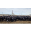 Image 3 : M.S. MacLean Livestock - 1020# March Delivery Steers - 80 Head (Coaldale, AB)