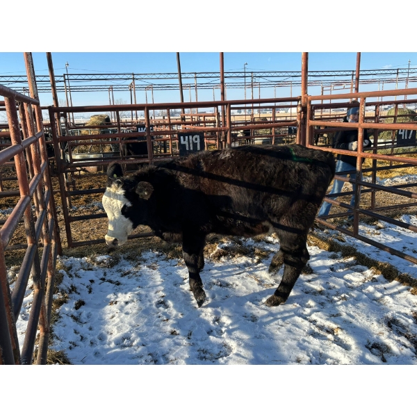 Thurston Bros Ltd. - 1 Heifer (Pen 419)