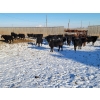 Image 5 : T Bar Cattle Co. Ltd. - 850# February Weaned Steers - 72 Head (Medicine Hat, AB)
