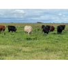 Image 6 : Triangle D Land & Cattle Co. - 825# September Delivery Grass Steers - 95 Head (Hanley, SK)