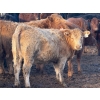 Image 5 : Nathan Allers - 800# March Delivery Heifers - 230 Head (Daysland, AB)