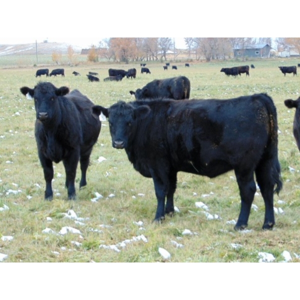 North Butte Land & Cattle - 18 Black/BBF April/May Calving Bred Heifers (Millicent, AB)
