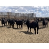 Image 8 : Lone Star Cattle Co. - 980# June Delivery Heifers - 260 Head (Strathmore, AB)