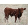 Image 7 : Lamb Cattle Company - 525# October Delivery Steer Calves - 230 Head (Hanley, SK)