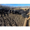 Image 8 : GDS Enterprises Ltd. - 890# February Delivery Steers - 120 Head (Burstall, SK)