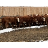 Image 6 : Jones Valleyview Ranch - 24 RBF Angus/Hereford X Replacement Heifers (Balzac, AB)