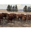 Image 5 : Bear Spring Ranch - 1030# August Delivery Grass Steers - 180 Head (Airdrie, AB)