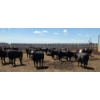 Image 6 : Cattlewood Farms Ltd. - 825# June/July Delivery Heifers - 76 Head (Fincastle, AB)