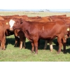 Image 5 : Moose Creek Red Angus Ltd. - 995# October Delivery Grass Heifers - 440 Head (Kisbey, SK)