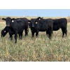 Image 7 : DP Cattle Co. - 810# November Grass Heifers - 70 Head (Didsbury, AB)