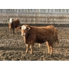 Image 11 : X Bar X Cattle Co. Ltd. - 1000# March Delivery Steers - 62 Head (Lomond, AB)