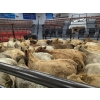 Image 2 : Silver Springs Ranch - 660# October Delivery Steer Calves - 90 Head (Kamloops, BC) 