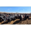 Image 6 : Cattlewood Farms Ltd. - 830# April Delivery Heifers - 70 Head (Vauxhall, AB)