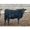 Image 4 : Echo Springs Ranching  - 735# February Delivery Heifers - 34 Head (Granum, AB)