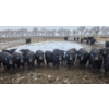 Image 2 : Franz Land & Cattle - 760# March Delivery Heifers - 98 Head (Medicine Hat, AB)