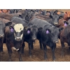 Image 3 : Kelsey Porter Inc. - 725# May Delivery Heifers - 81 Head (Burdett, AB)