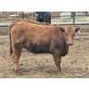 Image 6 : Lazy B Farm & Ranch - 975# August Delivery Heifers - 130 Head (Linden, AB)