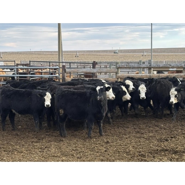 L&C Withage - 12 BBF Replacement Heifers (Monarch, AB)