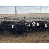 Image 1 : L&C Withage - 12 BBF Replacement Heifers (Monarch, AB)