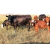 Image 4 : Twisted T Cattle Co. - 500# November Delivery Steer Calves - 110 Head (Carievale, SK)