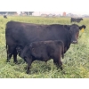 Image 12 : Brad, Kelly & Oliver Deschamps - 490# October Delivery Steer Calves - 100 Head (Patricia, AB)