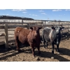 Image 5 : Aart Beekman - 1050# May Delivery Steers - 85 Head (Readymade, AB)