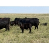 Image 4 : Rocky Lake Ranch Ltd. - 650# November Delivery Steer Calves - 75 Head (Bethune, SK)