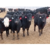 Image 3 : Little Rainbow Ranch - 690# March Delivery Steers - 176 Head (Moosomin, SK)