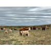 Image 4 : H&K Ranch - 590# October Delivery Steer Calves - 100 Head (Hilda, AB)