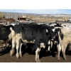 Image 4 : CS Livestock - 575# Holstein Steers - 27 Head (Rimbey, AB)