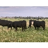 Image 5 : Marcinek Cattle Company - 840# August Grass Heifers - 75 Head (Condor, AB)