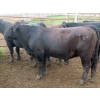 Image 4 : Taylor Enterprises Inc. - 960# Aug/Sept Grass Steers - 189 Head (Wawota, SK)