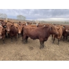 Image 9 : Lone Star Cattle Co. - 1010# May Delivery Steers - 230 Head (Strathmore, AB)