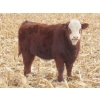 Image 3 : Sybouts Lake Farms Ltd. - 550# March Delivery Steers - 80 Head (Gladmar, SK)