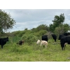 Image 3 : Franklin Cattle Co. - 625# December Delivery Steer Calves - 285 Head (Kipling, SK)