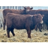 Image 10 : Blue Moon Cattle Co. - 800# March Delivery Weaned Heifers - 60 Head (Irricana, AB)
