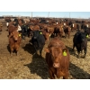Image 1 : Van Hall Cattle Co. - 930# April/May Delivery Steers - 120 Head (Scandia, AB)