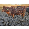 Image 12 : C.O. Johnson & Sons Ranches - 832# March Delivery Steers - 107 Head (Scandia, AB) VBP+