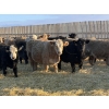 Image 3 : VJS Ag Corp. - 730# February Delivery Steers - 80 Head (Vanscoy, SK) VBP+