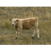 Image 5 : Francis Dyck - 600# November Delivery Weaned Steers - 105 Head (Swift Current, SK)