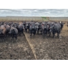 Image 7 : South Island Farms - 910# August Delivery Heifers - 140 Head (Bow Island, AB)