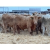 Image 2 : Kevin Szymanek - 900# January Delivery Steers - 68 Head (Stauffer, AB)