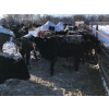 Image 6 : Bar 7 Ranch - 750# April Weaned Heifers - 80 Head (MacGregor, MB)