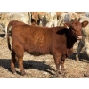 Image 6 : Donovan Banman - 630# October Delivery Heifer Calves - 50 Head (Hays, AB)