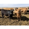 Image 7 : Hegedys Ranching - 1000# May Delivery Steers - 140 Head (Acme, AB)