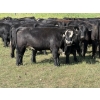 Image 2 : Sheldon Reimer - 940# September Delivery Grass Heifers - 325 Head (Cromer, MB)