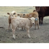 Image 2 : Wolfer Ranching/Wolfer Cattle Co. - 600# October Delivery Steer Calves - 60 Head (Tilley, AB)
