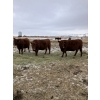 Image 5 : Westwick Ranching - 7 Red 3rd Calvers (Pen 509)