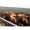 Image 2 : Helland Land & Cattle Co. Ltd. - 870# April Delivery Heifers - 56 Head (Lomond, AB)