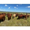 Image 4 : Logan Marr - 1050# September Delivery Grass Steers - 175 Head (Marwayne, AB)